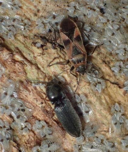 Cardiophorus sp.